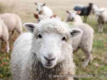 Moral Responsibility for Eating Meat - Mowon Yoon Tiffin Girls' School