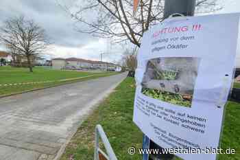 Ölkäfer-Plage in Borgentreich: Giftige Tiere auf dem Vormarsch