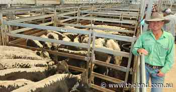 Rain renews store cattle market at Tamworth