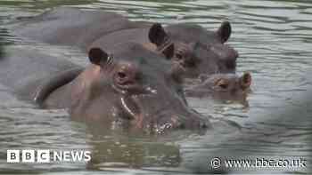Drug lord Escobar's hippos in $3.5m move plan