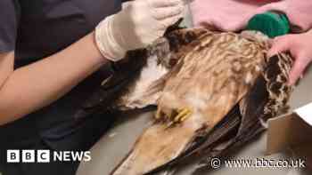 Durham red kite 'fighting for life' after being shot