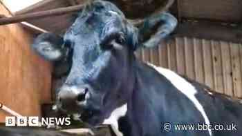 Isle of Wight cow 'faking sleep' attracts global sympathy