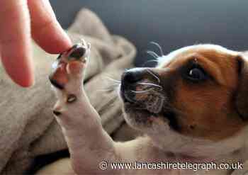 Rossendale pet groomer launches 'Reiki for anxious dogs'