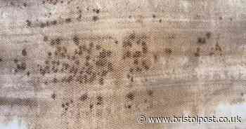 Bristol parent fears black mould is the cause of their child's 'smoker's cough'