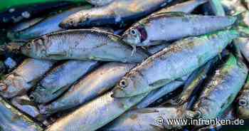 Experte: Abwärtstrend bei Heringsbestand gestoppt