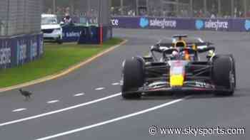 'Not a good time to cross the road' - Max narrowly avoids bird on track