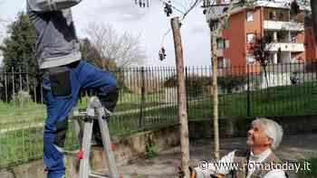 Nuovi alberi a Pietralata, a piantarli ci pensano i cittadini