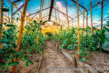 The noise plants make when they are stressed has been revealed