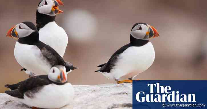 Farne Islands shut to visitors over fears of new avian flu outbreak