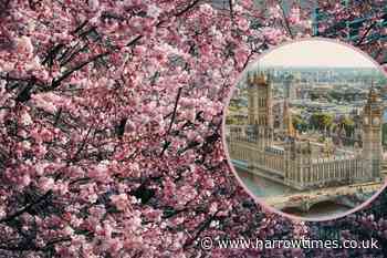 Discover the London boroughs with the most Cherry Blossom trees