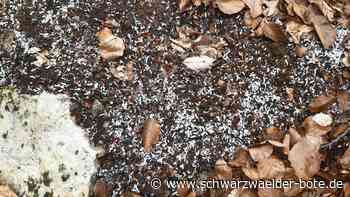 Wilder Müll in Gechingen: Plastikschnipsel im Wald soweit das Auge reicht