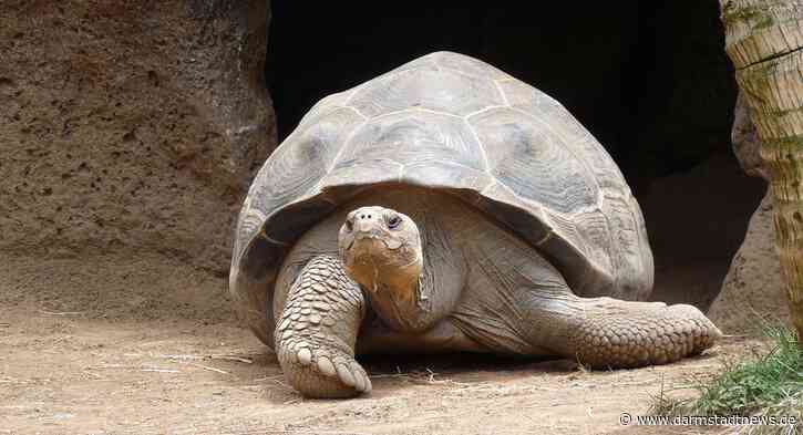 Affen, Schildkröten, Kaninchen: Vivarium bietet während der Osterfreien Führungen und Workshops für Menschen ab sieben Jahren an