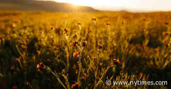 10 Places to See Wildflowers in the West