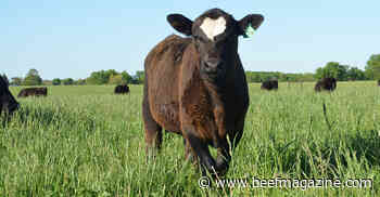 Before rebuilding your herd, focus on your pastures during 2023