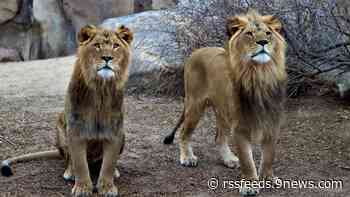 This is your last chance to see these 2 lions at Denver Zoo