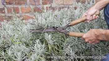 Fünf Gehölze sollten Sie im April schneiden