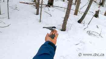 A tiny bird’s heartwarming gesture melts the hearts of strangers