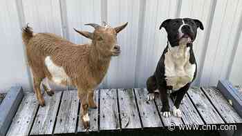 Rescue dog-goat best friends find their forever home together
