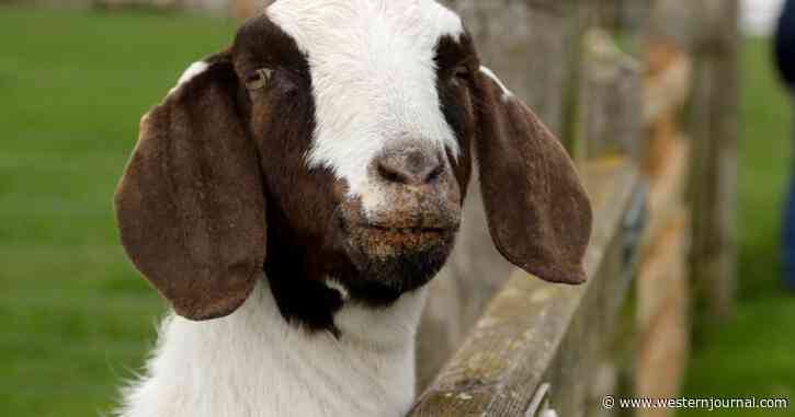Tragic Bible Story Comes True: Little Girl's Pet Goat Taken, Believed to Have Been Barbecued at Demand of Calif. Gov't