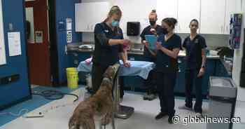 NAIT students, Canadian Animal Blood Bank hold dog blood bank
