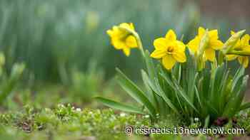 Daffodil Festival set to bloom in Gloucester on Sunday