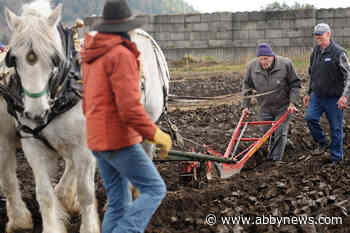 PHOTOS: Folks applaud as farmer, 95, plows again at 101st Chilliwack Plowing Match