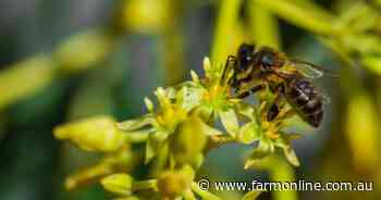 How bees can help protect Australia's avocado crop