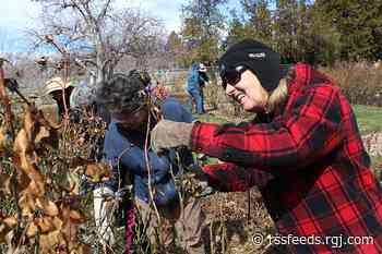 Watch: City of Reno hosts annual rose pruning demonstration