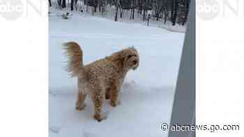 WATCH:  Dog quickly rethinks his decision to jump in the snow