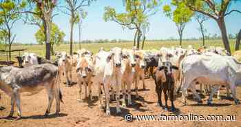 Weed control now key issue for northern beef