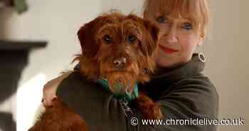 Family's horror as their puppy was 'bitten' by dog at Northumberland campsite