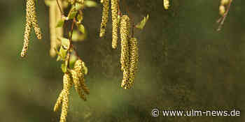 Schlimmste Zeit für Allergiker: Die Birken blühen