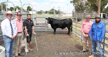 Balamara Limousin, Angus bulls top $12,000