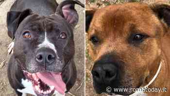 Pronti ad adottare un cane? I pet che vi conquisteranno con il loro affetto