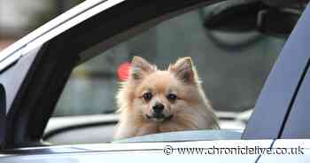 Warning as Highway Code rule change could see dog owners hit with £5,000 fine