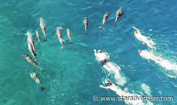 Spinner dolphin harassment investigated using recent rule