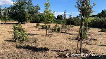 Boschi urbani vicino alle scuole: riparte il progetto “Forest for Rome”