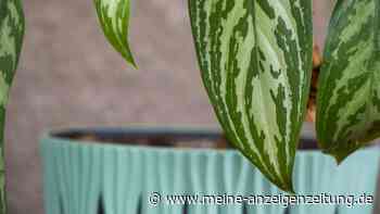 Pflanzen unter Wasser zu tauchen, bringt drei Vorteile mit sich  