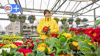 Unterkühlte Gartensaison in SH: Zwischen Frühblühern und Friesennerz 