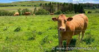 North East weather to remain sunny on Monday according to Met Office forecast