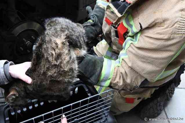 Brandweer bevrijdt kat uit motorcompartiment