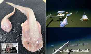 Scientists set record for deepest ever fish observed at more than 27,000ft off the coast of Japan