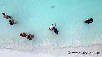 Sharks, tourists jostle for space around iconic Thai destination island