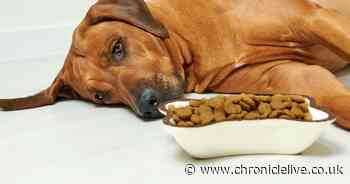 Experts say you can give these five human foods to your dog as a treat