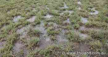 Importance of grazing management post-waterlogging