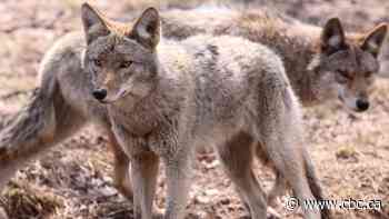 There are bounties on coyotes in southern Sask. as packs thrive amid falling pelt prices