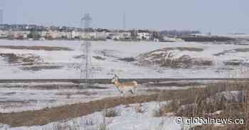 Overpass construction make or break for Calgary to Airdrie park plans: Conservation group