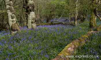 Private beauty spot may be unlocked to the public after being closed off for decades