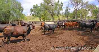 Offers north of $5 million sort for breeding country | Video