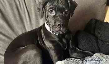 Family devastated after 'toaster fire' kills beloved pet dog and leaves them homeless